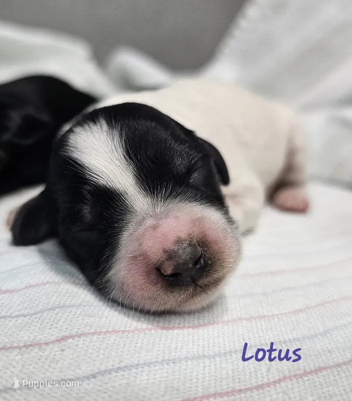 Lotus – Schnoodle puppy for sale in Goshen, IN