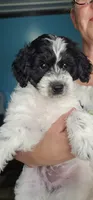 Lotus *Reduced*, a female Schnoodle for sale in Goshen, IN – 8 of 10