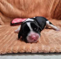 Hazel, a female Cavalier King Charles Spaniel for sale in Goshen, IN – 2 of 5