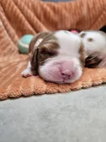Copper, a male Cavalier King Charles Spaniel for sale in Goshen, IN – 5 of 8