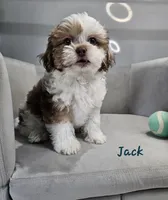 Jack, a male Shihpoo for sale in Goshen, IN – 2 of 10