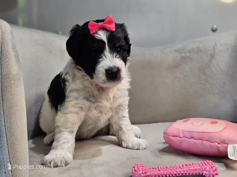 Lotus – Schnoodle puppy for sale in Goshen, IN