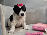 Lotus, a female Schnoodle for sale in Goshen, IN – 3 of 10