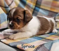 Spruce , a male Shih Tzu and Miniature Dachshund for sale in Goshen, IN – Photo 2 of 10