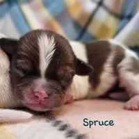 Spruce , a male Shih Tzu and Miniature Dachshund for sale in Goshen, IN – Photo 9 of 10