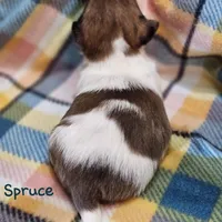 Spruce , a male Shih Tzu and Miniature Dachshund for sale in Goshen, IN – Photo 8 of 10