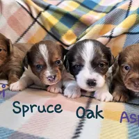 Spruce , a male Shih Tzu and Miniature Dachshund for sale in Goshen, IN – Photo 7 of 10
