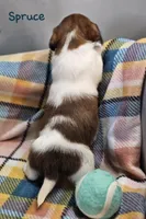 Spruce , a male Shih Tzu and Miniature Dachshund for sale in Goshen, IN – Photo 4 of 10