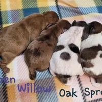 Spruce , a male Shih Tzu and Miniature Dachshund for sale in Goshen, IN – Photo 10 of 10