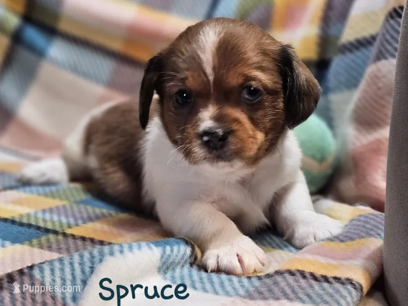 Spruce  – Shih Tzu, Miniature Dachshund puppy for sale in Goshen, IN