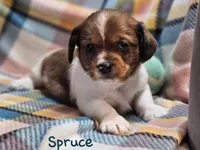 Spruce , a male Shih Tzu and Miniature Dachshund for sale in Goshen, IN – Photo 1 of 10