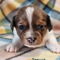 Spruce , a male Shih Tzu and Miniature Dachshund for sale in Goshen, IN – Photo 6 of 10