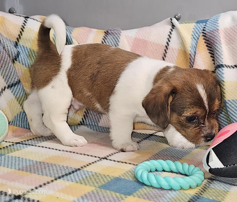 Spruce  – Shih Tzu, Miniature Dachshund puppy for sale in Goshen, IN