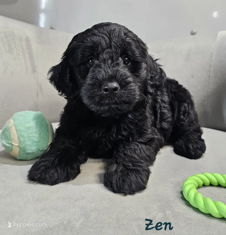 Zen – Schnoodle puppy on hold in Goshen, IN