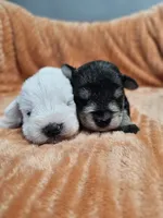 Tyrone, a male Miniature Schnauzer for sale in Goshen, IN – 5 of 6