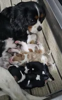 Maple, a female Cavalier King Charles Spaniel for sale in Goshen, IN – 3 of 6