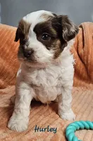 Hurley, a male Shihpoo for sale in Goshen, IN – 3 of 10