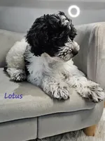 Lotus *Labor Day Sale*, a female Schnoodle for sale in Goshen, IN – 3 of 10
