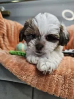 Jack, a male Shihpoo for sale in Goshen, IN – 6 of 10