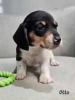 AKC Otto, a male Miniature Dachshund for sale in Goshen, IN – 7 of 10