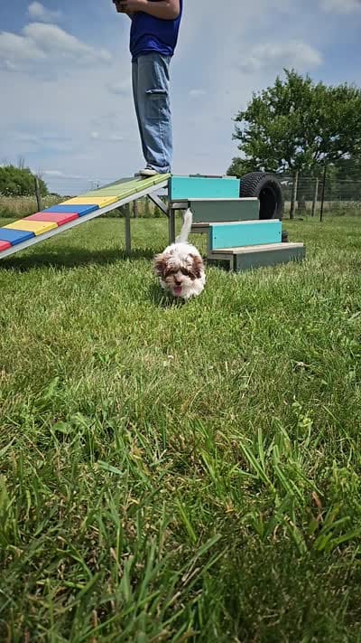 Hurley *Reduced*, a male Shihpoo for sale in Goshen, IN – 10 of 10