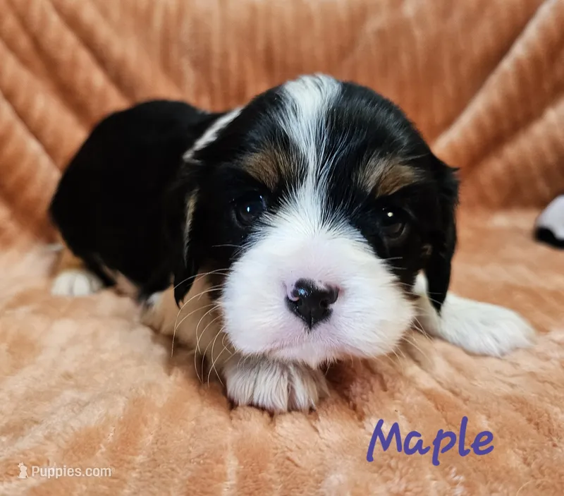 Maple – Cavalier King Charles Spaniel puppy for sale in Goshen, IN