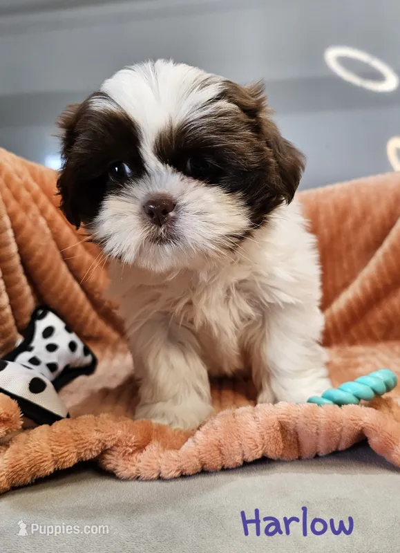 Harlow – Shih Tzu puppy for sale in Goshen, IN