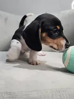 AKC Otto, a male Miniature Dachshund for sale in Goshen, IN – 9 of 10