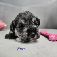 Nova, a female Miniature Schnauzer for sale in Goshen, IN – 2 of 7