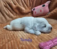Tandy, a female Miniature Schnauzer for sale in Goshen, IN – 7 of 10