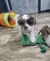 Hurley, a male Shihpoo for sale in Goshen, IN – 5 of 10
