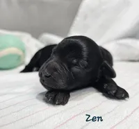Zen, a male Schnoodle for sale in Goshen, IN – 2 of 6