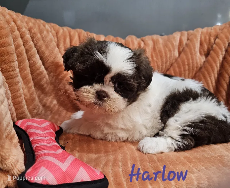 Harlow – Shih Tzu puppy for sale in Goshen, IN