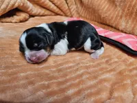 Maple, a female Cavalier King Charles Spaniel for sale in Goshen, IN – 5 of 6