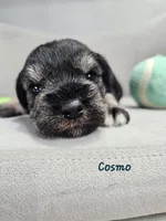 Cosmo, a male Miniature Schnauzer for sale in Goshen, IN – 2 of 8