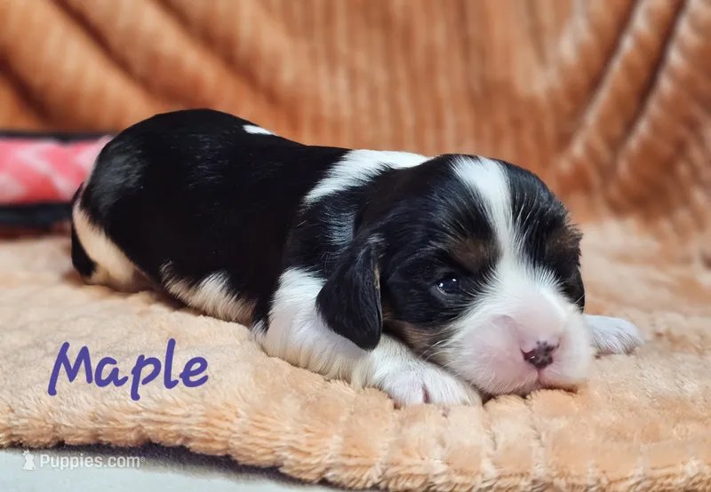 Maple – Cavalier King Charles Spaniel puppy for sale in Goshen, IN