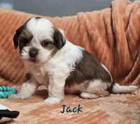 Jack, a male Shihpoo for sale in Goshen, IN – 3 of 10