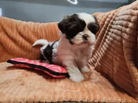 Harlow, a female Shih Tzu for sale in Goshen, IN – 8 of 10