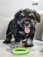Jett, a male Miniature Schnauzer for sale in Goshen, IN – 1 of 8