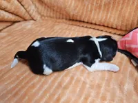 Hazel, a female Cavalier King Charles Spaniel for sale in Goshen, IN – 4 of 5