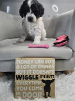 Lotus, a female Schnoodle for sale in Goshen, IN – 2 of 10
