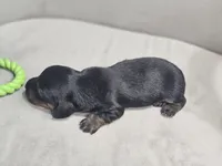 AKC Hans, a male Miniature Dachshund for sale in Goshen, IN – 5 of 8