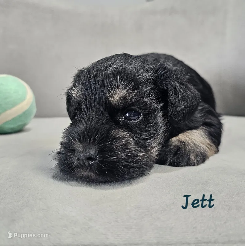Jett – Miniature Schnauzer puppy for sale in Goshen, IN