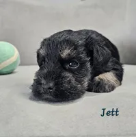 Jett, a male Miniature Schnauzer for sale in Goshen, IN – 5 of 8