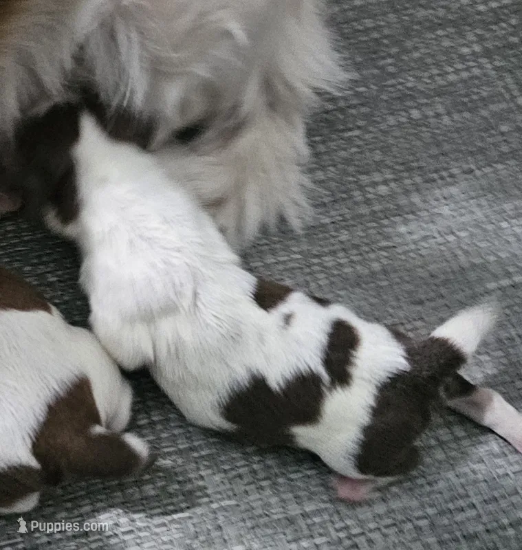Harlow – Shih Tzu puppy for sale in Goshen, IN