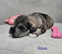 Nova, a female Miniature Schnauzer for sale in Goshen, IN – 3 of 7
