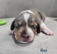 AKC Boy 2, a male Miniature Dachshund for sale in Goshen, IN – 4 of 8