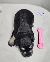 Onyx, a female Miniature Schnauzer for sale in Goshen, IN – 4 of 6