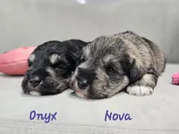 Nova, a female Miniature Schnauzer for sale in Goshen, IN – 6 of 7