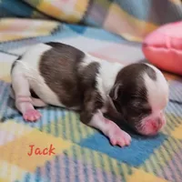Jack, a male Shihpoo for sale in Goshen, IN – Photo 3 of 4
